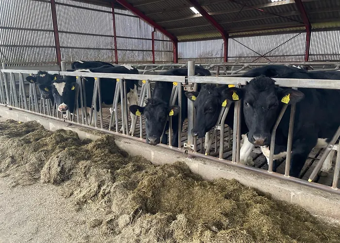 Bed & Breakfast Nygaard Nørre Nebel